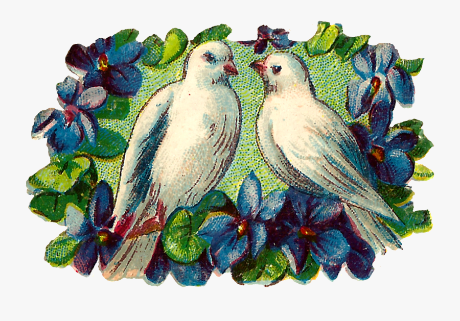 Lovebird, Transparent Clipart