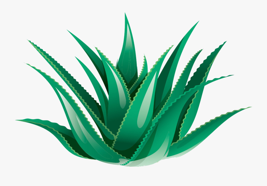 Clipart Black And White Library Aloe Vera Icon Transprent - Transparent Background Aloe Vera Png, Transparent Clipart