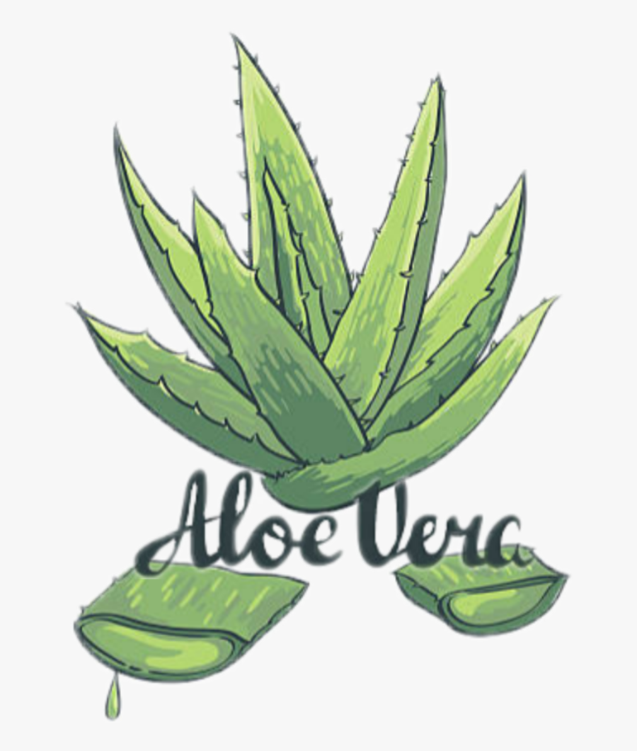 #aloevera #plants #green #aloeveraplant - Easy Drawing Of Aloe Vera, Transparent Clipart