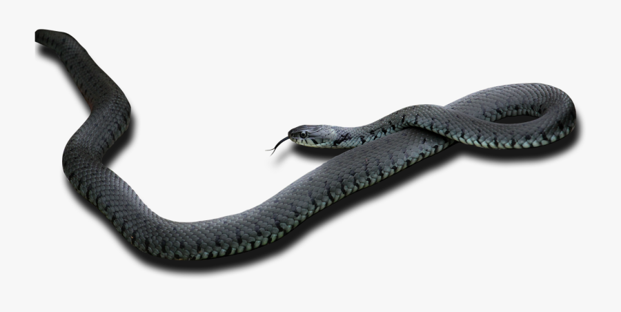 Snake Animal Nature Free Picture - Black Mamba Png, Transparent Clipart