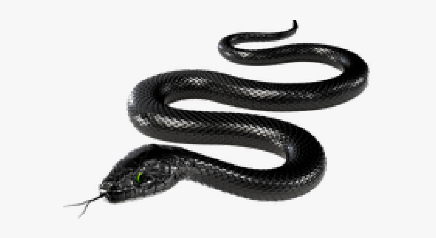 Rattlesnake Png Transparent Images - Black Rat Snake Transparent, Transparent Clipart