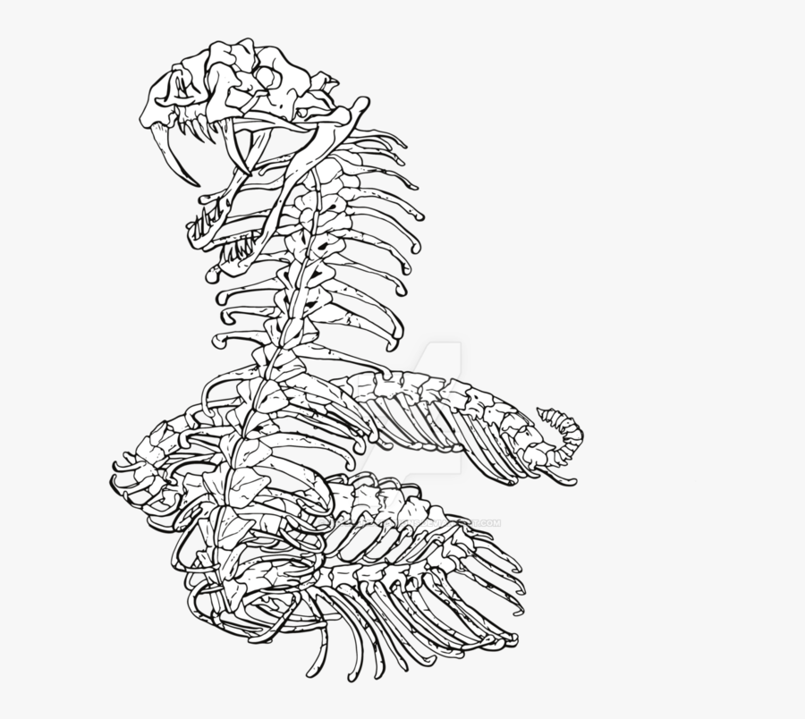 Giant Snake Skeleton Commission - Snake Skeleton Line Drawings, Transparent Clipart