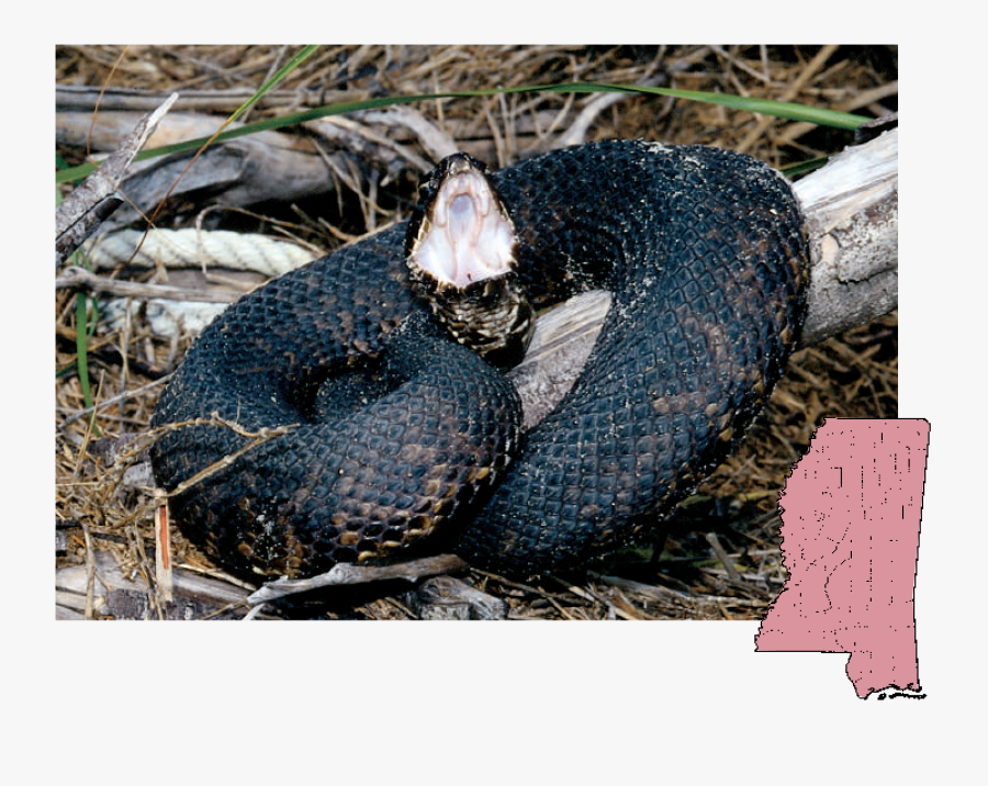 Clip Art Juvenile Eastern Kingsnake - Poisonous Snakes In Mississippi, Transparent Clipart