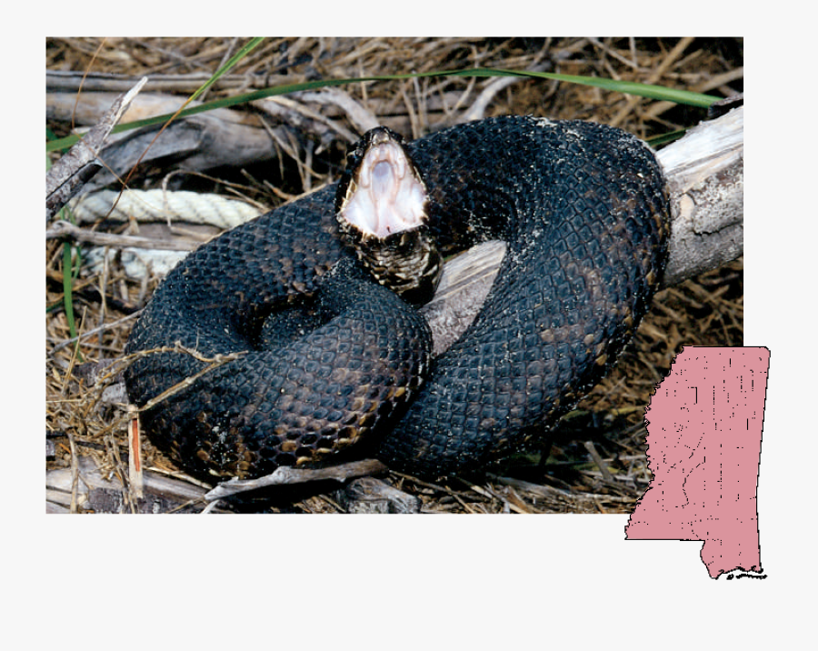 Clip Art Juvenile Eastern Kingsnake - Poisonous Snakes In Mississippi ...