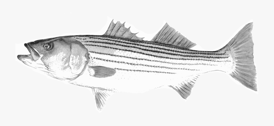 Free Free 66 Striped Bass Svg SVG PNG EPS DXF File