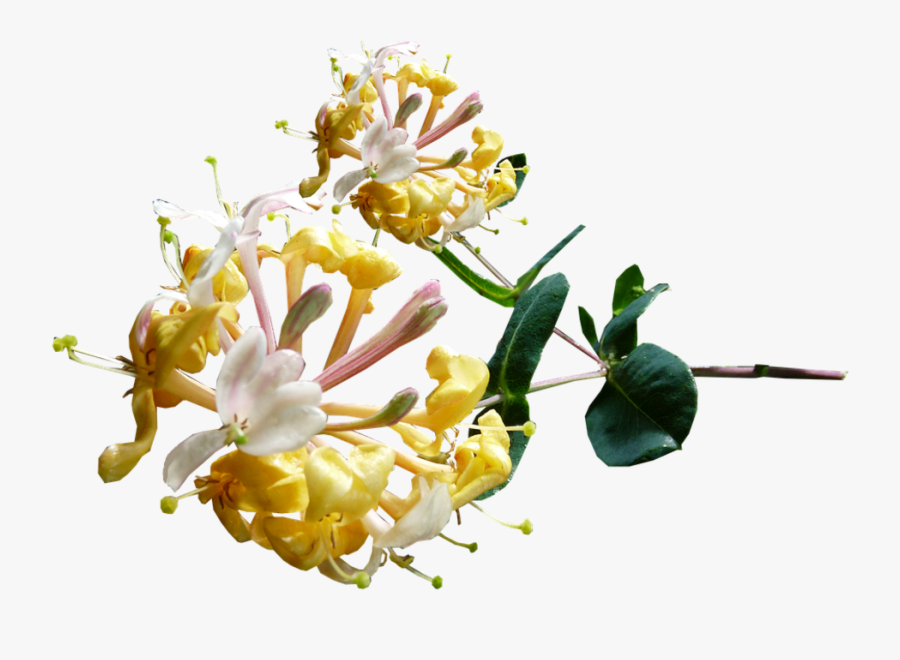 Clip Art Mexican Honeysuckle - Honeysuckle Flower Png , Free