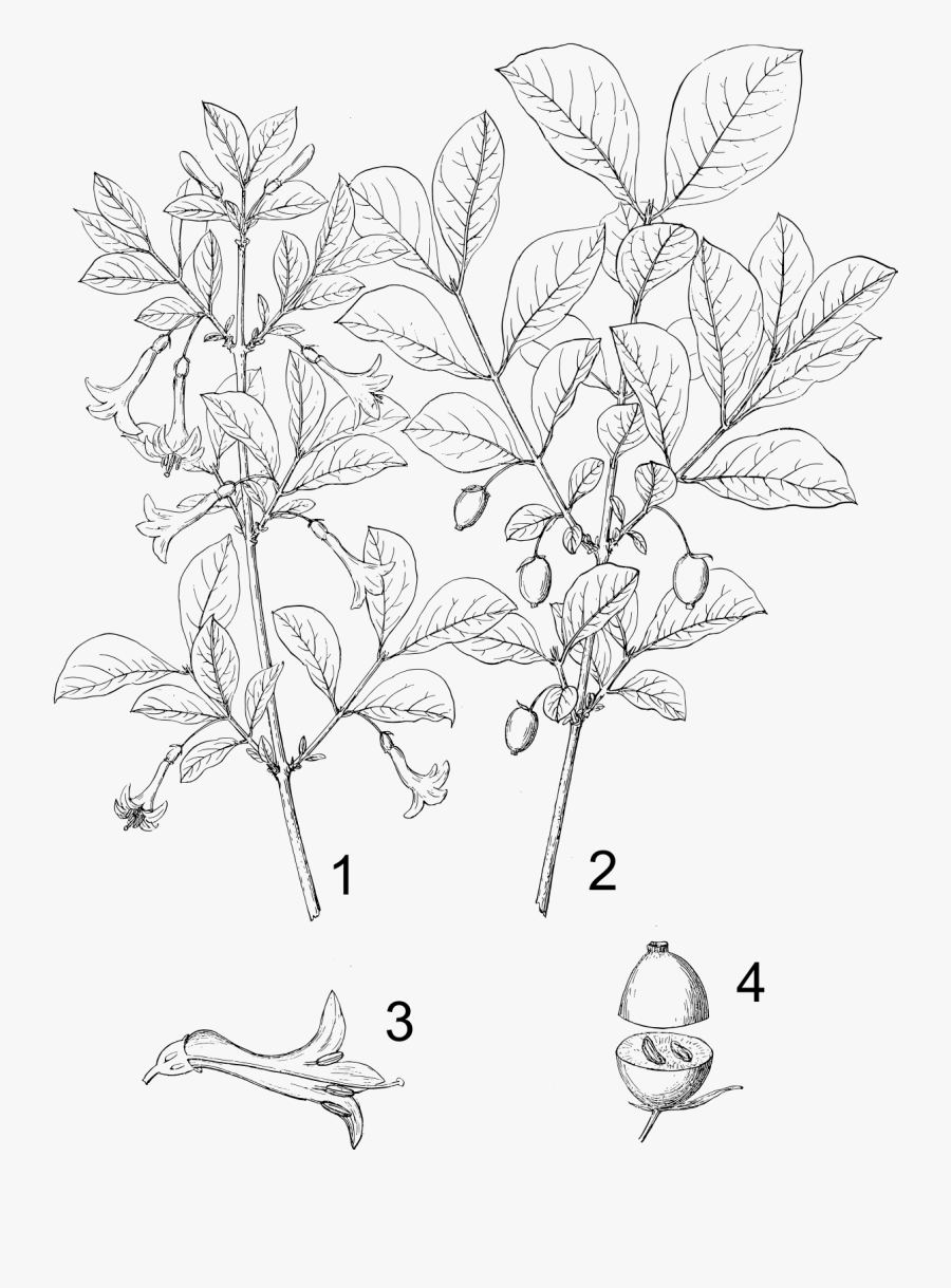 Bush Honeysuckle Plant Drawing - Bush Honeysuckle Drawing, Transparent Clipart