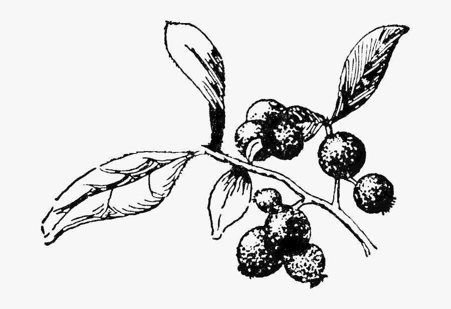 Transparent Honeysuckle Png - Huckleberry Drawing, Transparent Clipart