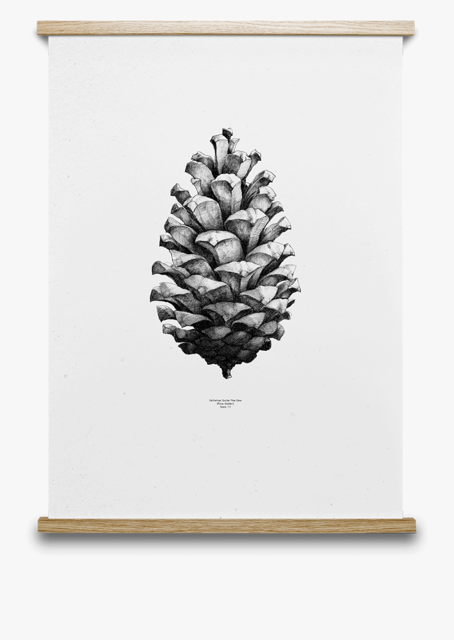 Pine Cone Art Prints, Transparent Clipart