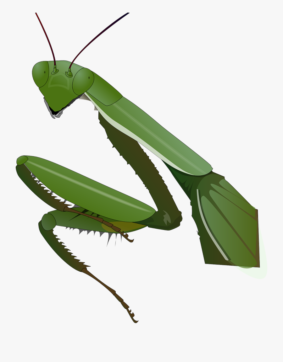 Praying Mantis - Praying Mantis Cartoon, Transparent Clipart