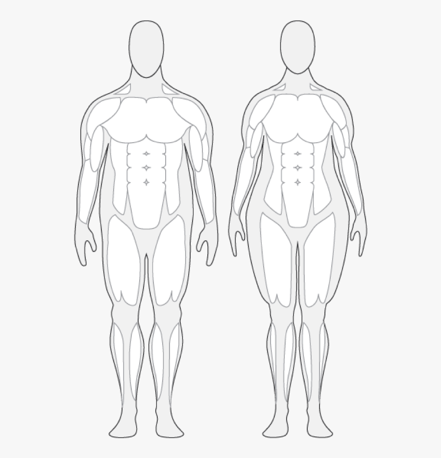 Draw size. Контур человека спереди и сзади. Контур тела человека. Контур мужского тела. Тело человека схематично.