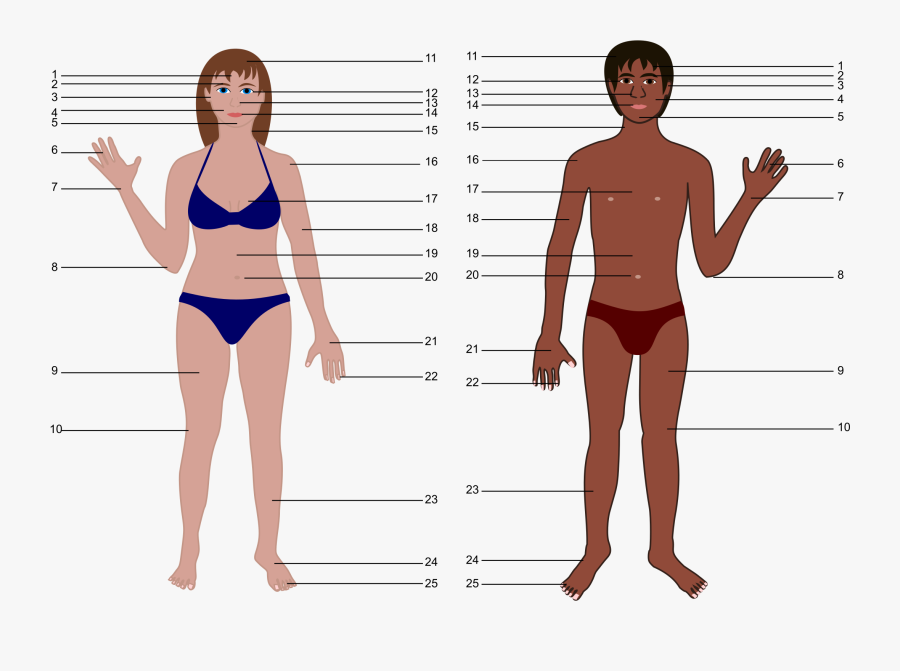 Human Body Both Genders With Numbers - Human Body Parts Without Names, Transparent Clipart