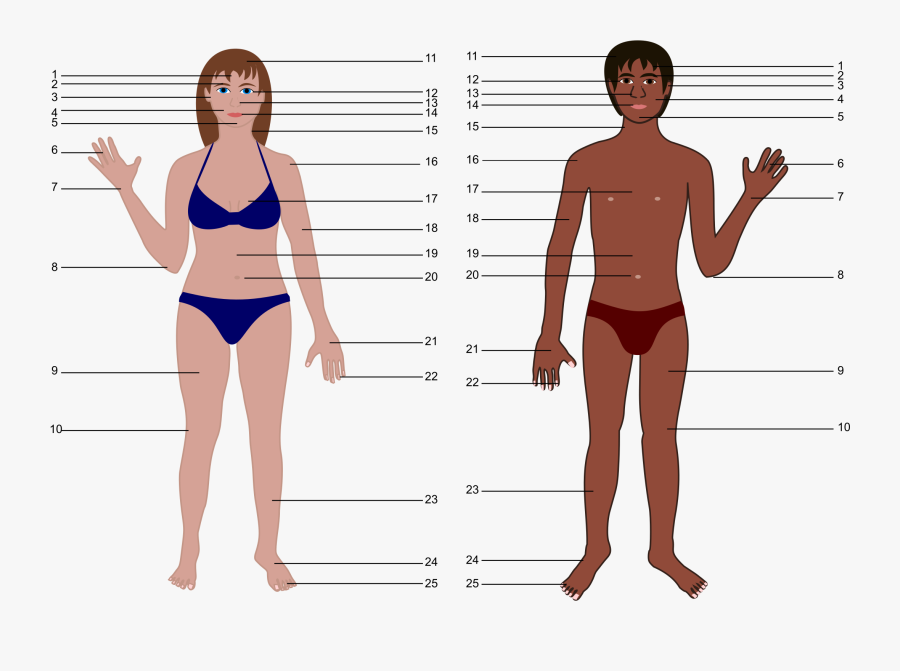 Body scale. Части тела человека схематично. Части тела женщины. Самая чувствительная часть человеческого тела. Изображения отдельных частей человеческого тела.