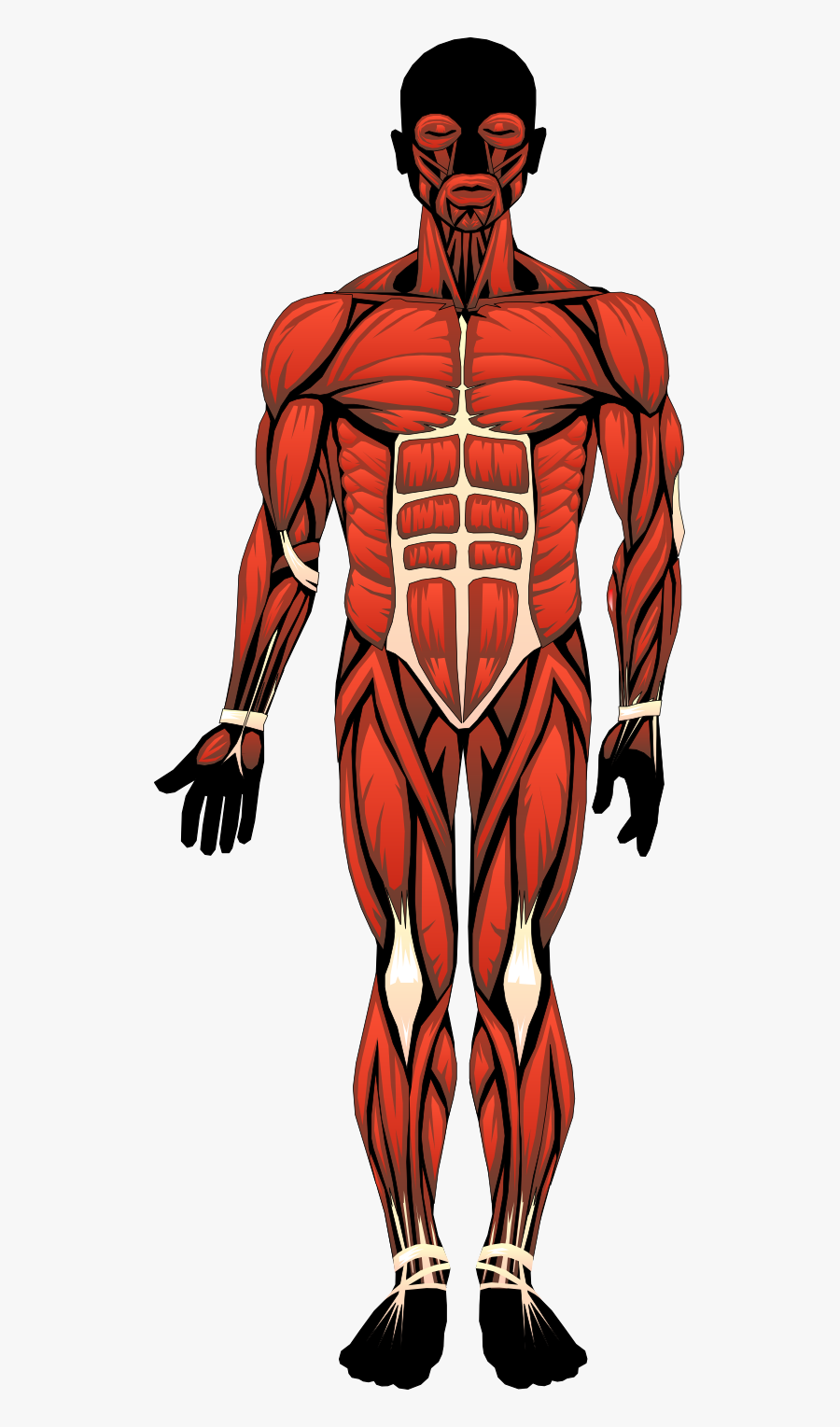 Heart Pictures Clipart Human Body - Location Of The Major Muscles, Transparent Clipart