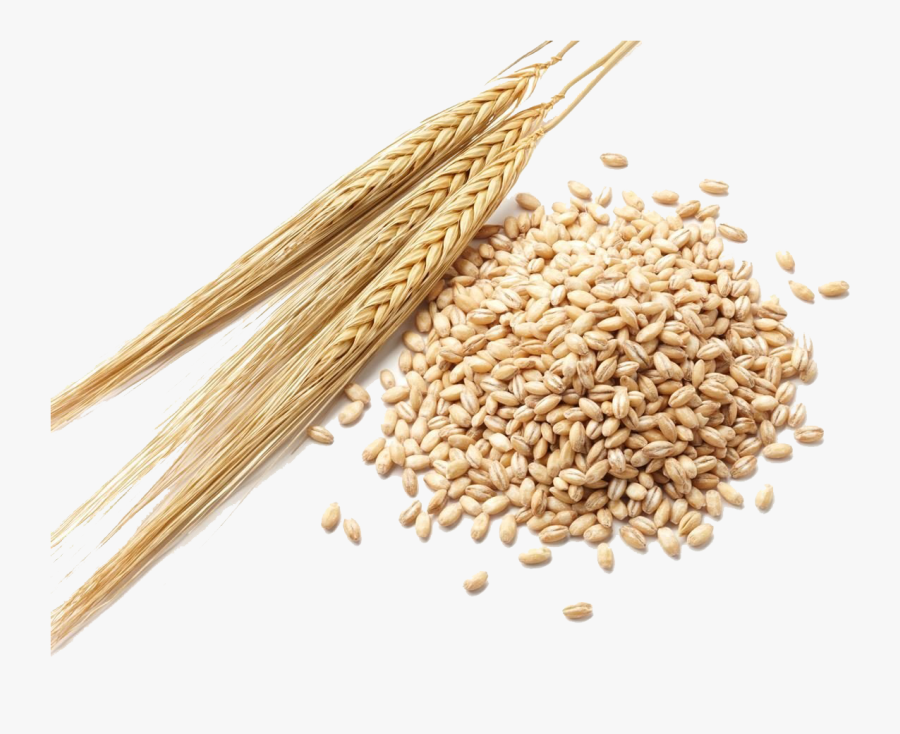 Barley Grain Png Clipart - Barley Seeds, Transparent Clipart