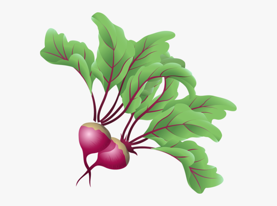 Transparent Vegetable Icon Png - Beetroot Clipart Png, Transparent Clipart