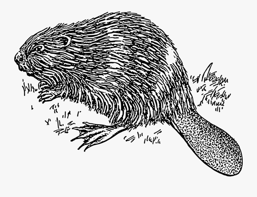 Free Beaver - Beaver Black And White, Transparent Clipart