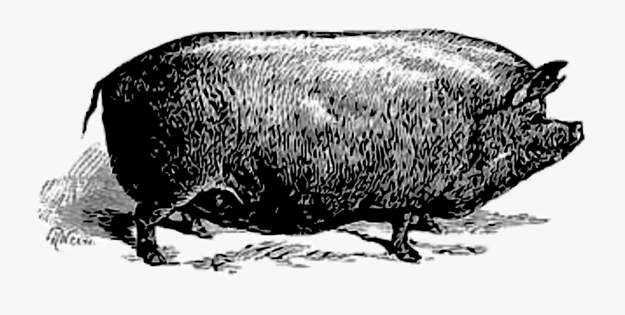 Beaver,wildlife,pig - Hippopotamus, Transparent Clipart