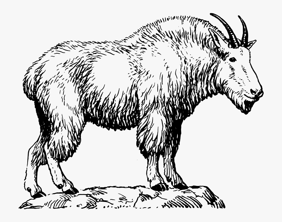 Mountain Goat - Mountain Goat Black And White , Free Transparent