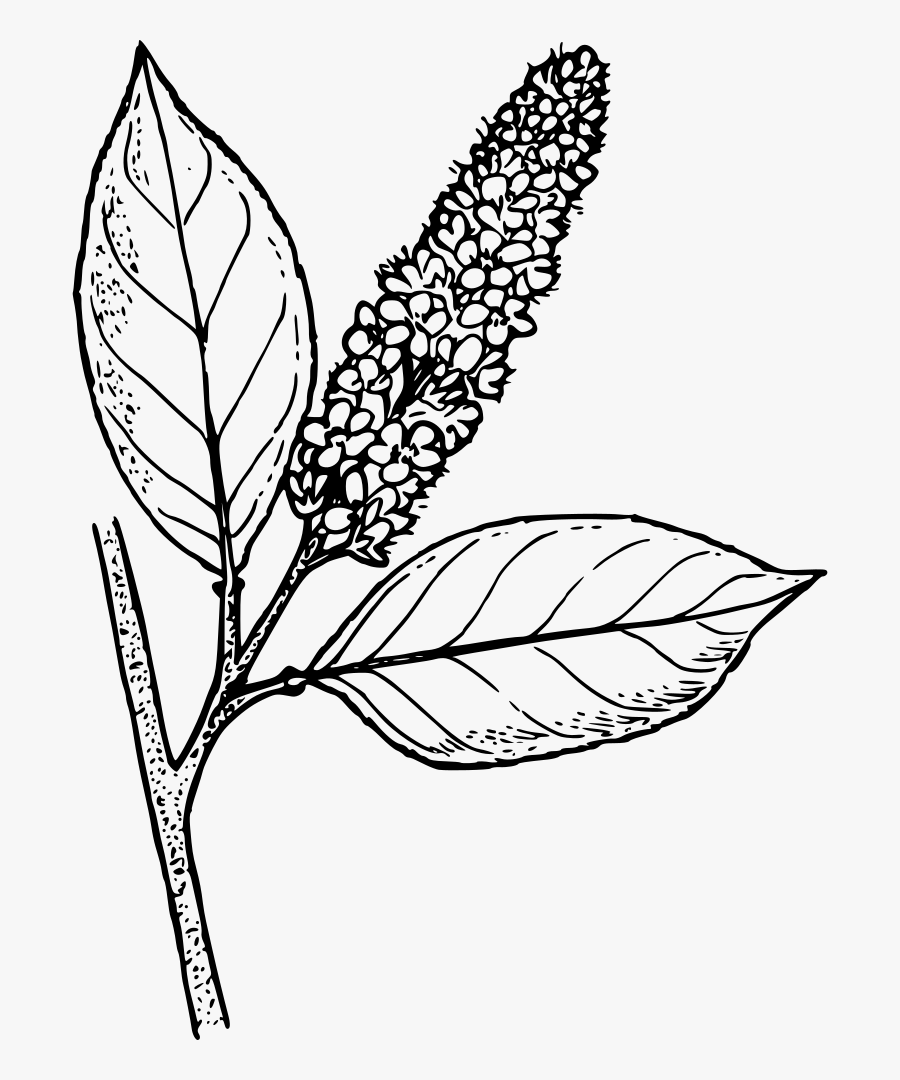 Western Choke Cherry - Western Chokecherry Drawing, Transparent Clipart