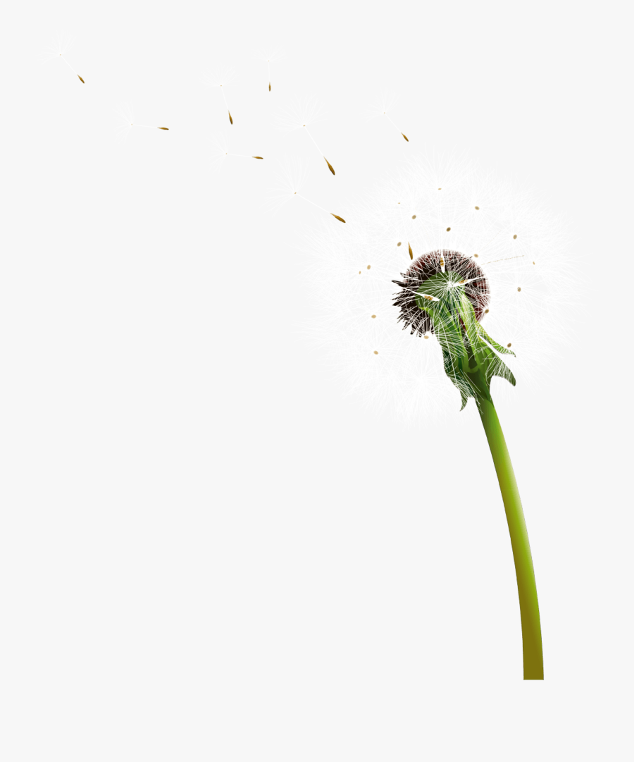 Dandelion Blowing - Diente De Leon Png, Transparent Clipart