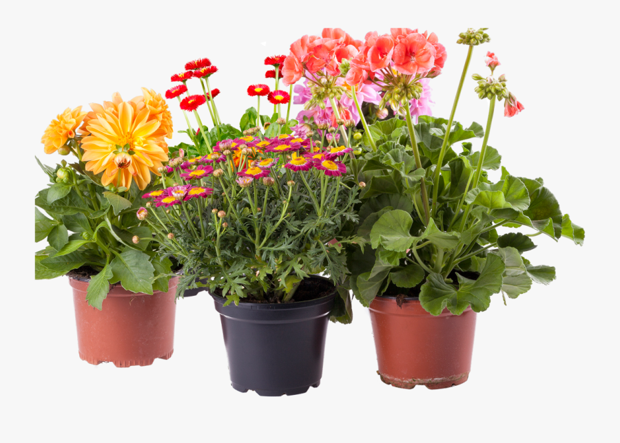 Pot Plant Flower Box Clipart - Pot Flower Plants Png, Transparent Clipart