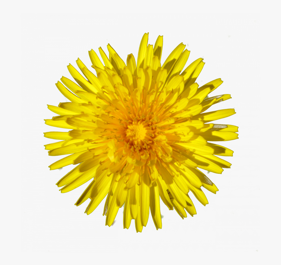 Transparent Perennial Png - Dandelion Yellow Png, Transparent Clipart