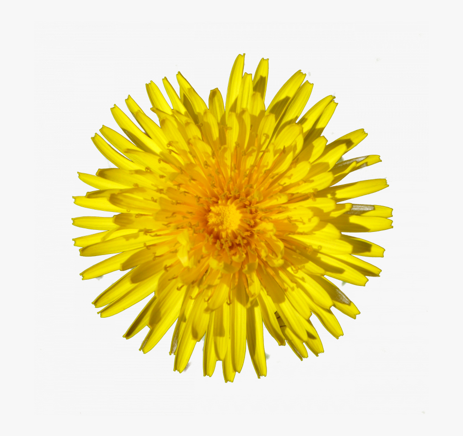 Transparent Perennial Png - Dandelion Yellow Png , Free Transparent ...