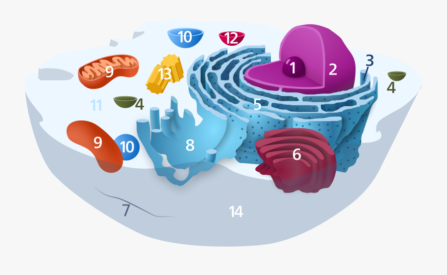 Animal Cell Diagram Without Labels - Animal Cell Diagram Numbered, Transparent Clipart