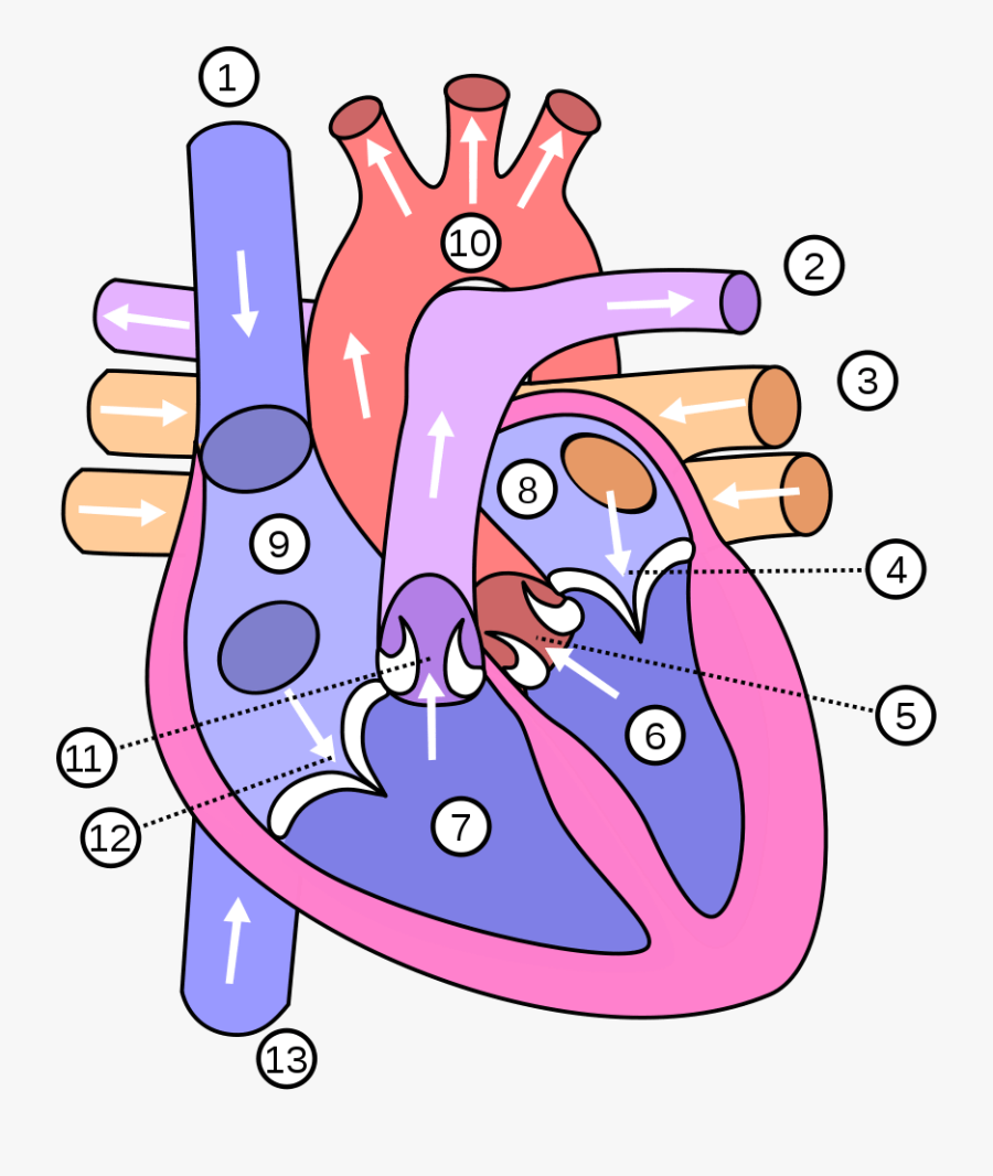 Show Me A Diagram Of The Human Heart - Diagram Of The Heart, Transparent Clipart