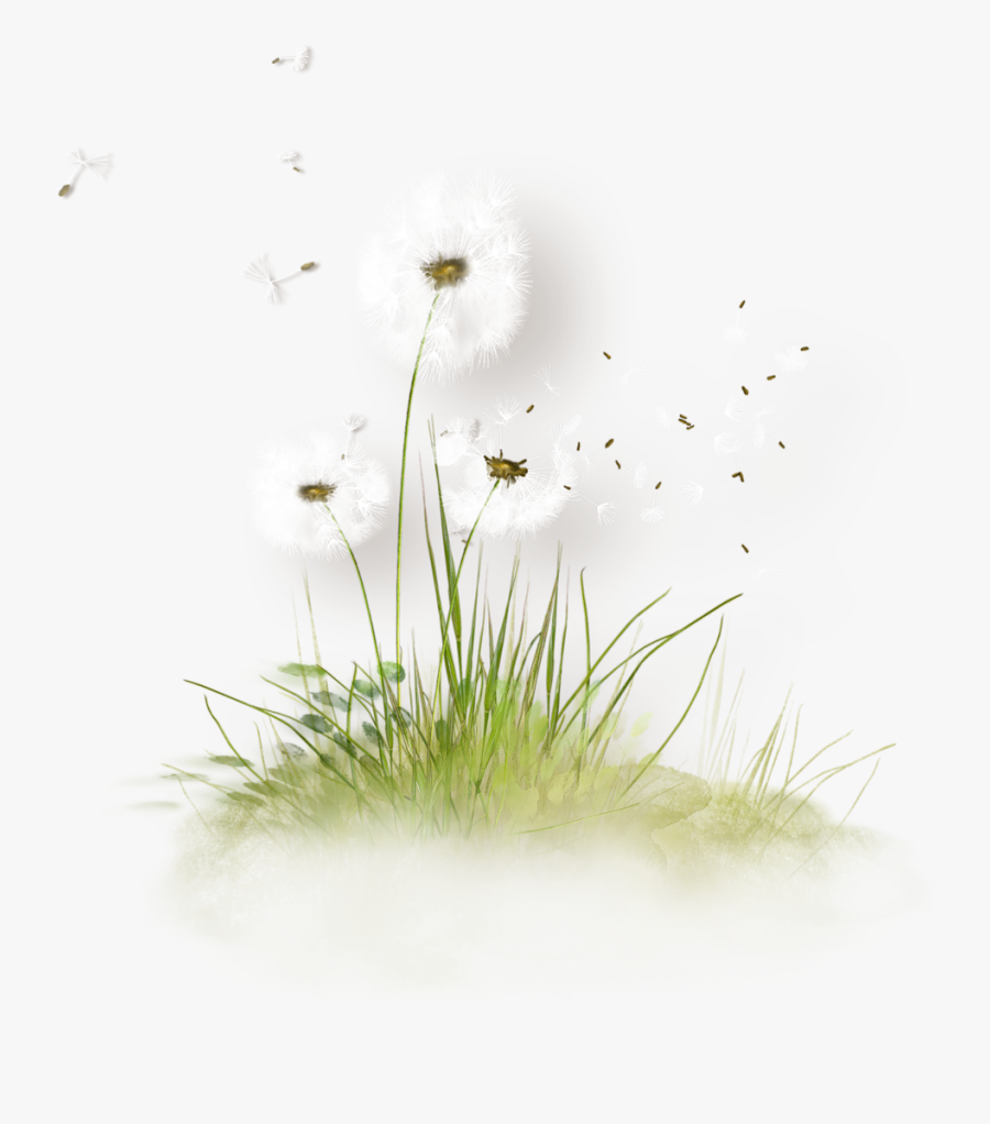 Free Download Dandelion Grass Png Clipart Dandelion - Flowers Herbe Dessin Png, Transparent Clipart
