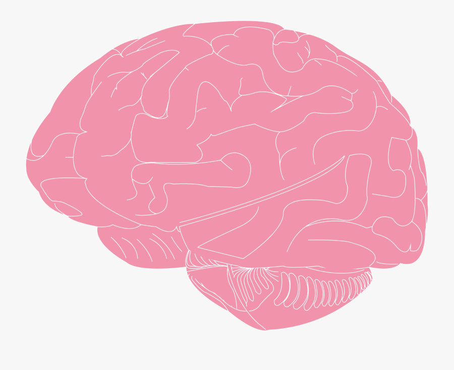 Pink,brain,magenta - Illustration, Transparent Clipart