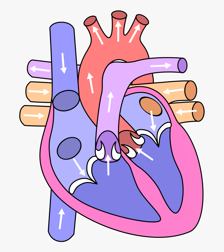 Human Biology Laboratory Circulation - Diagram Of The Heart, Transparent Clipart