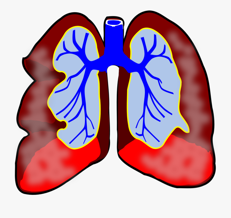 Lungs, Human, Diagram, Respiratory, Biology, Breath - Lungs Clip Art, Transparent Clipart
