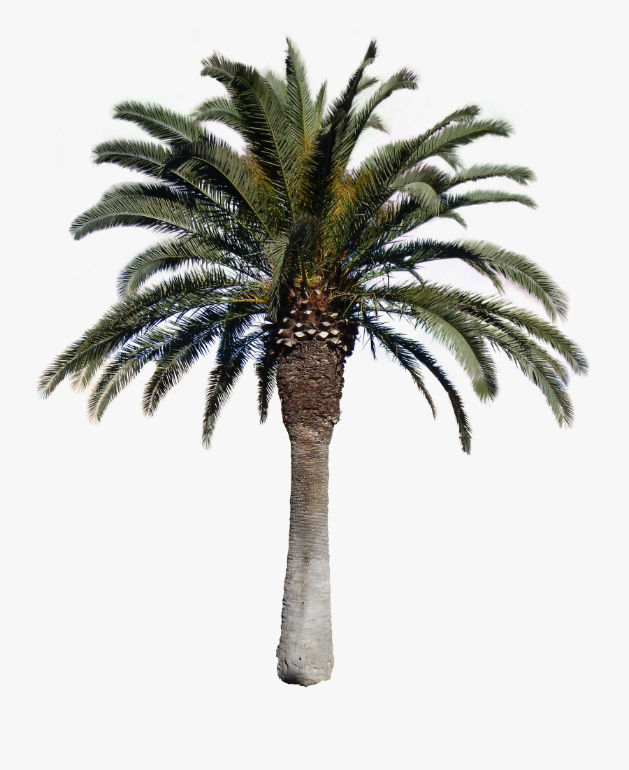 Real Coconut Tree Png, Transparent Clipart