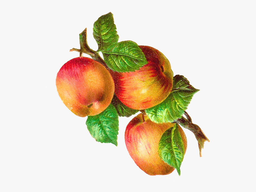 Glanzbilder Die Cut Scrap - Apples On Branch Png, Transparent Clipart