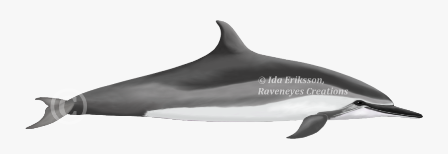 Drawn Dolphines Striped Dolphin - Tucuxi, Transparent Clipart