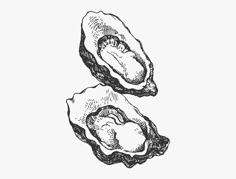 Seafood Drawing Clam - Oyster Clipart Black And White, Transparent Clipart