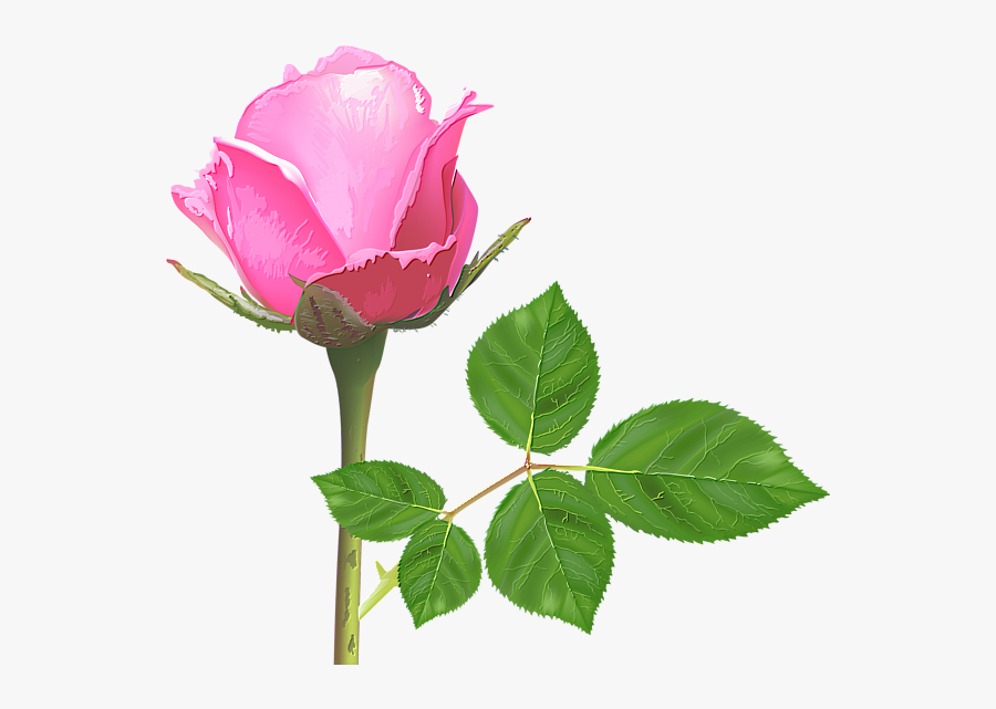 Light Pink Rose, Pink Rose Flower, Pink Roses, Rose - Single Pink Rose Flowers, Transparent Clipart