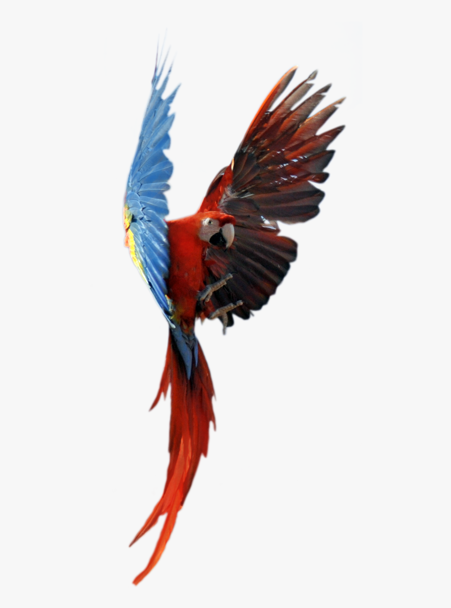 Macaw, Transparent Clipart