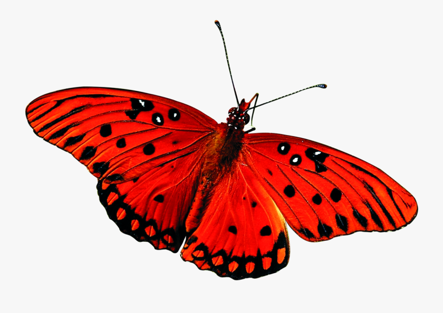 Beautiful Butterfly Png Image Two - Red Butterfly Gif Png, Transparent Clipart