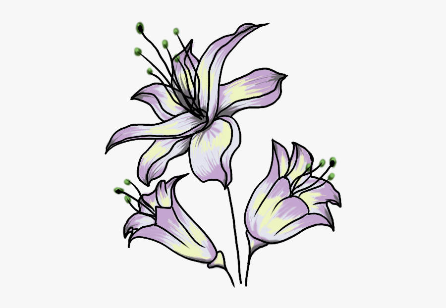 1038 11 - Easy Realistic Flowers Drawings, Transparent Clipart
