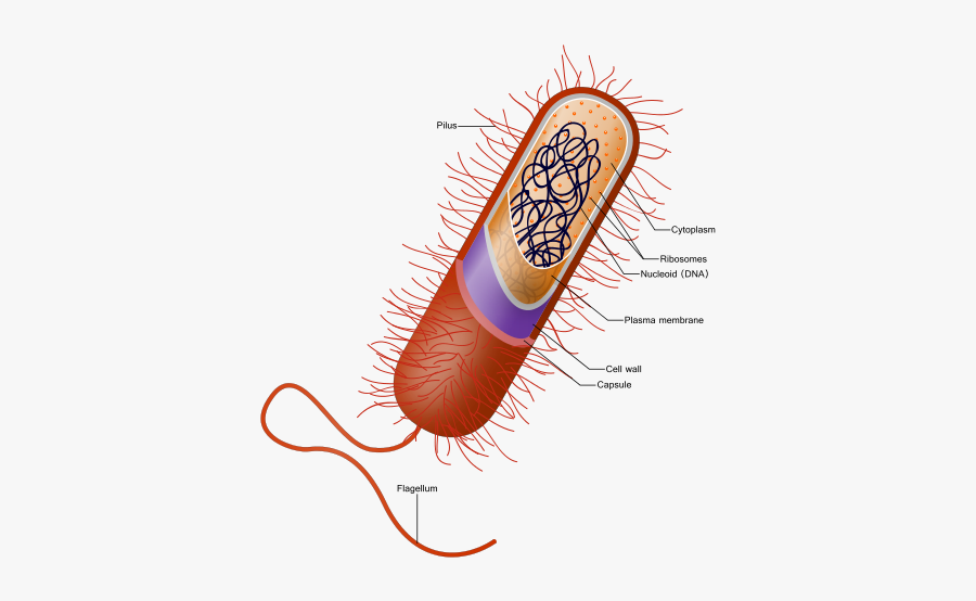 Prokaryote Cell - Capsule Bacteria, Transparent Clipart