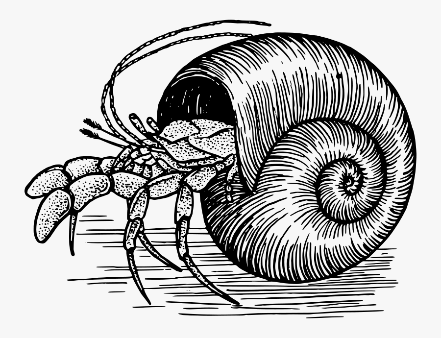 Free Hermitcrab - Hermit Crab Shell Drawing, Transparent Clipart