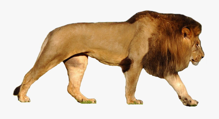 Lion Png - Polar Bear Compared To Lion, Transparent Clipart