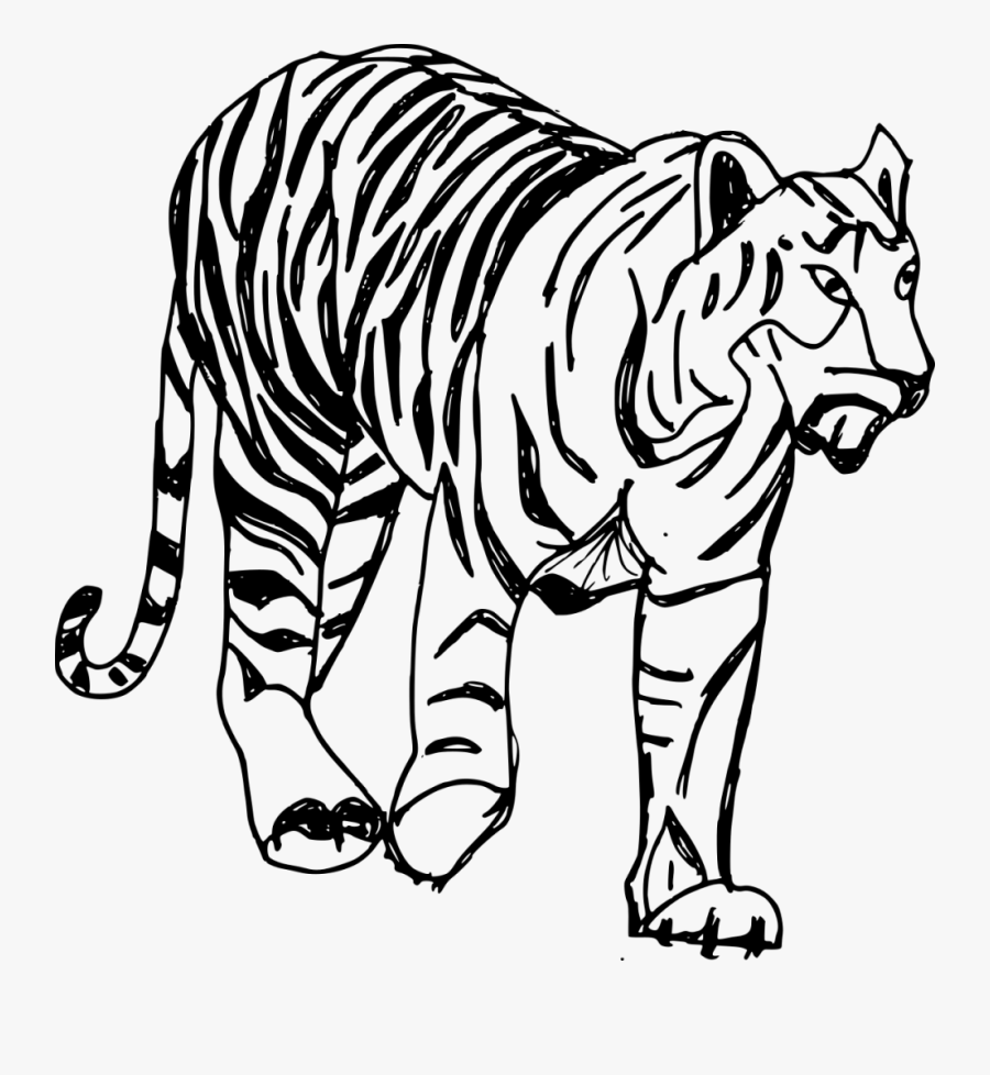 Drawn White Tiger Teacup - Tiger Drawing Png, Transparent Clipart