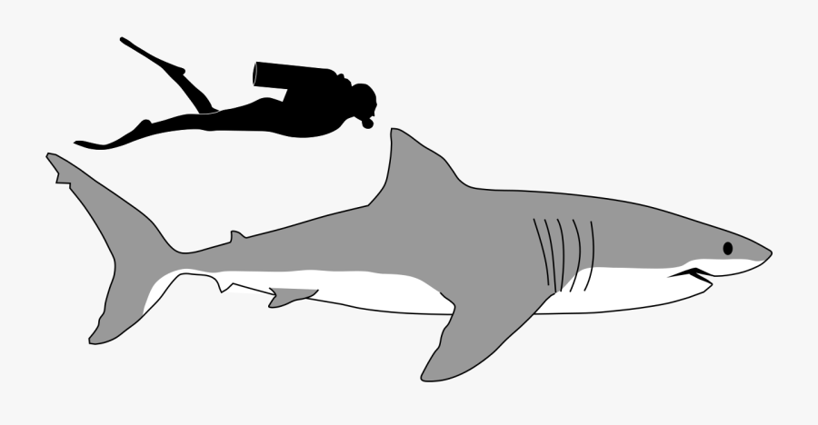 Transparent Shark Tail Clipart - Tiger Shark, Transparent Clipart