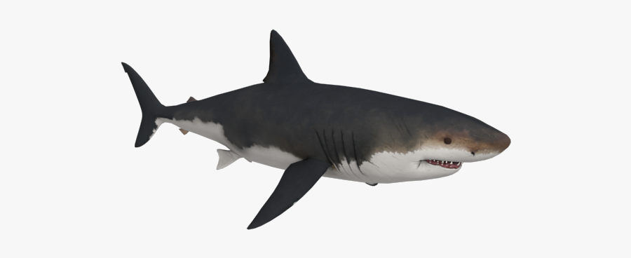 Tiger Shark White Great Fish Png Download Free - Transparent Great White Shark Png, Transparent Clipart