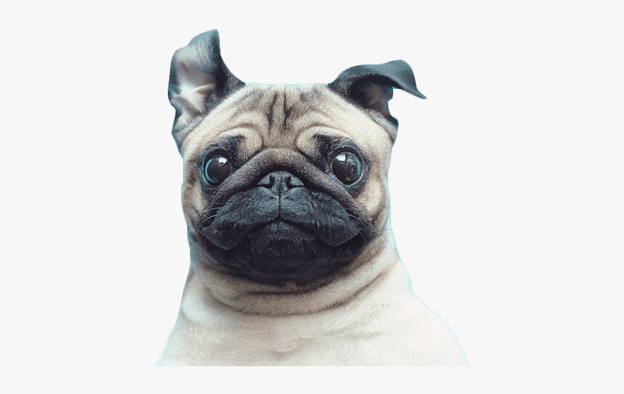 Pug Png, Transparent Clipart