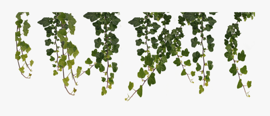 Jungle Vines Clipart , Png Download - Vines Png, Transparent Clipart